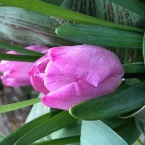 Pink Impression Tulip (Tulipa darwinii 'Pink Impression') Img 4